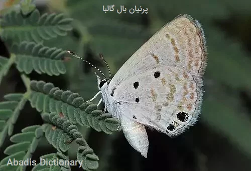 پرنیان بال گالبا